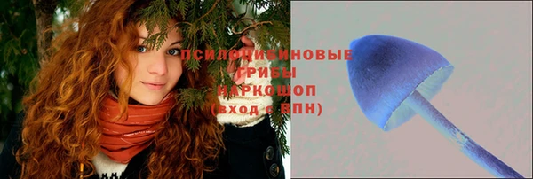 прущие грибы Аркадак